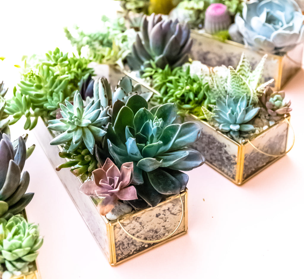 Meet Martha Mendoza-Backen of A Succulent Day!