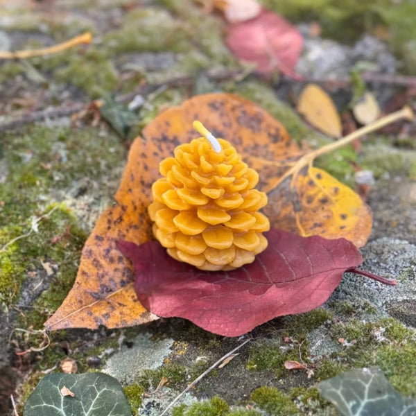 Pinecone Beeswax Candle 1oz