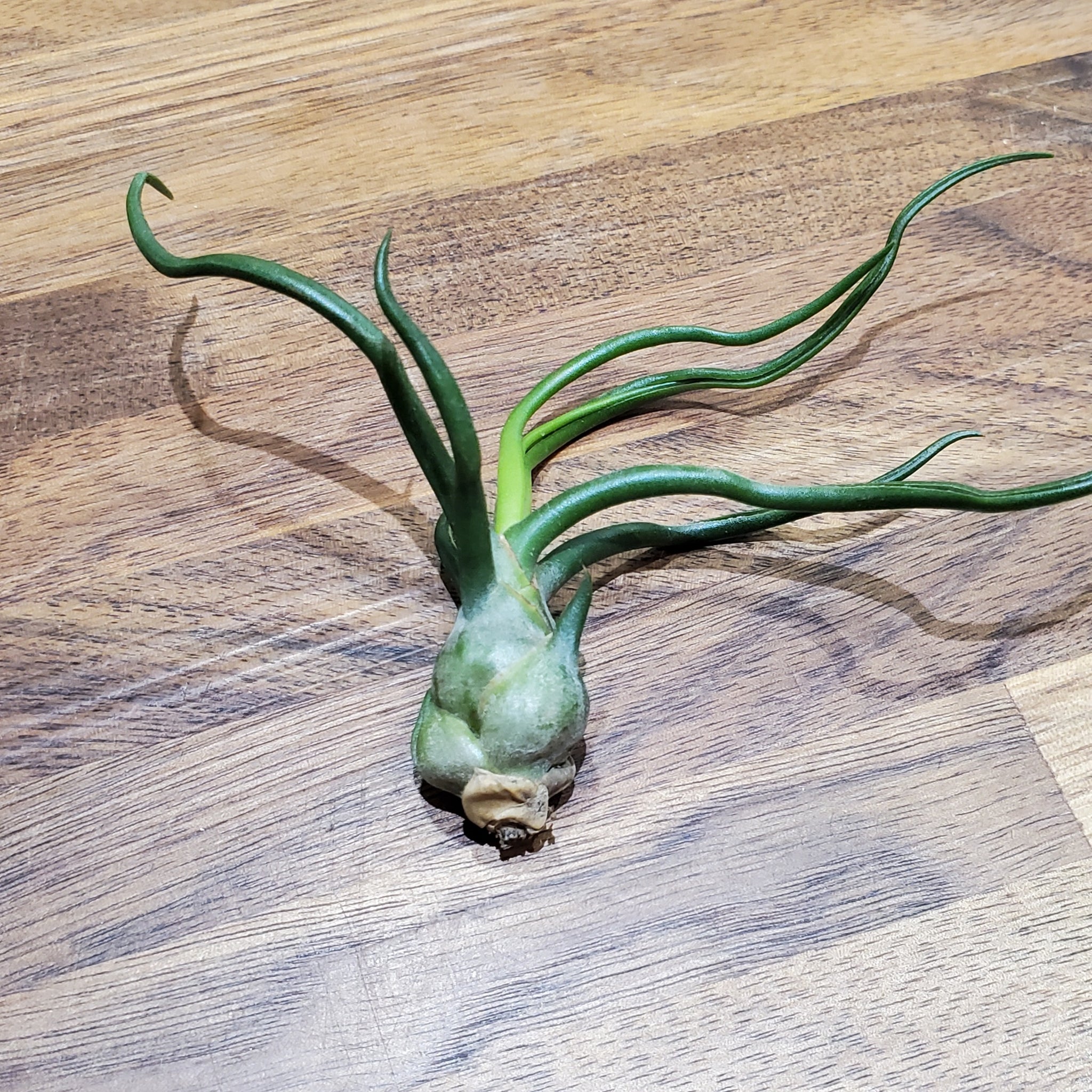 Funky Air Plants $8