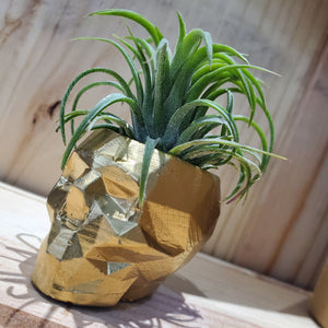 Skull Concrete Air Plant Pot