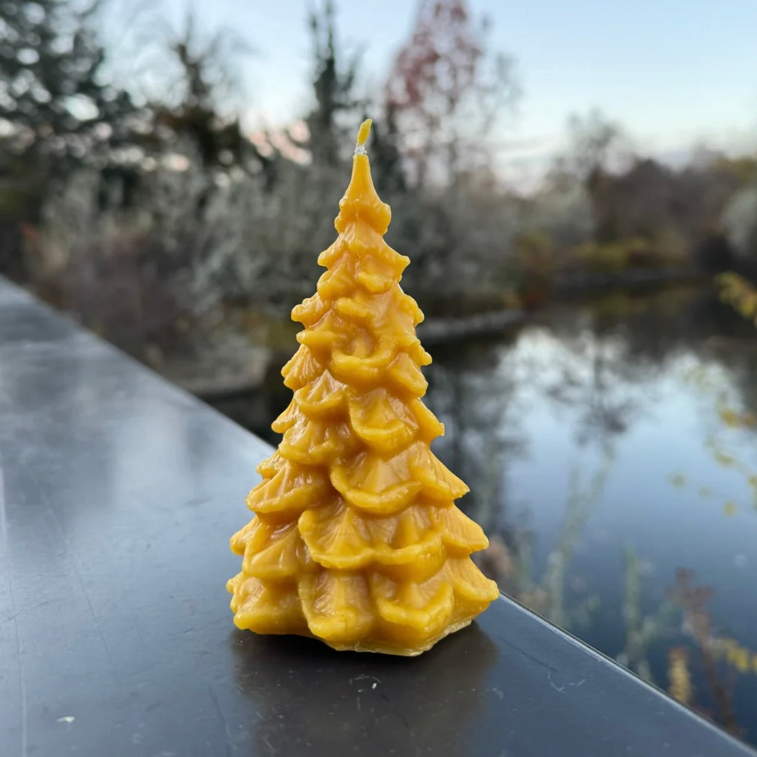 Pine Tree Beeswax Candle (Large) 5oz