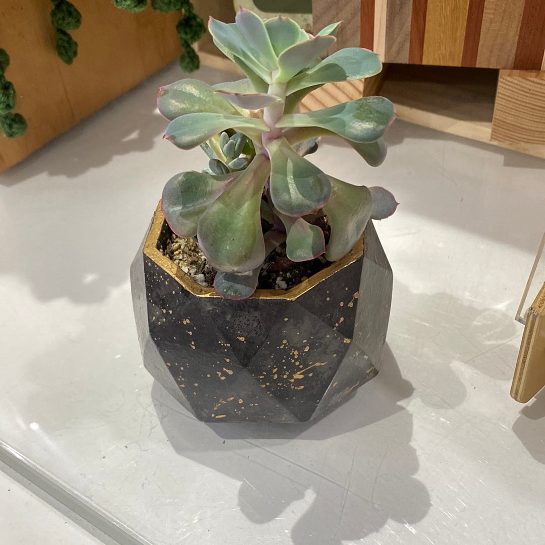 Gabby Concrete Air Plant Pot With Plants