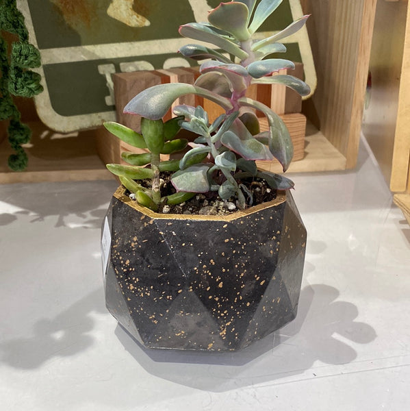 Gabby Concrete Air Plant Pot With Plants