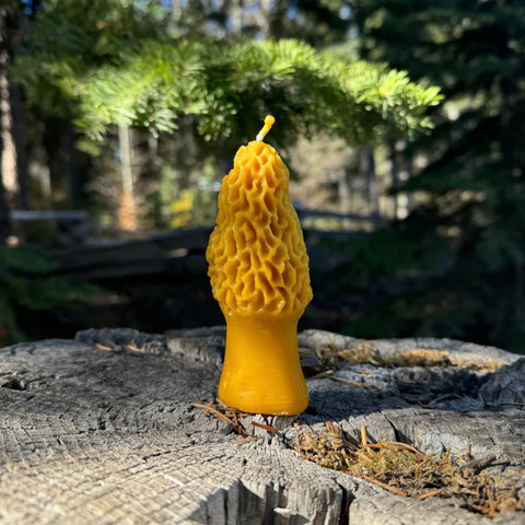 Morel Beeswax Candle 3oz