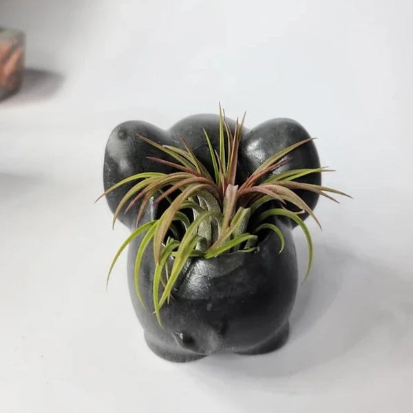 Elephant Concrete Air Plant Pot