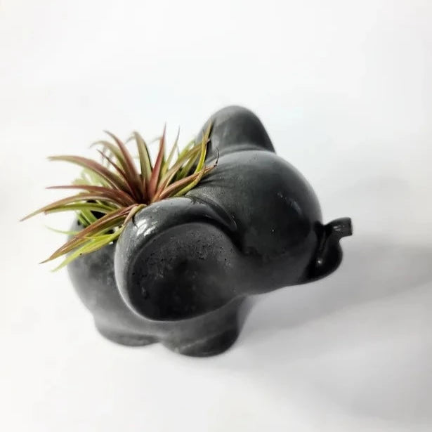 Elephant Concrete Air Plant Pot