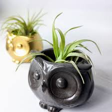 Owl Concrete Air Plant Pot