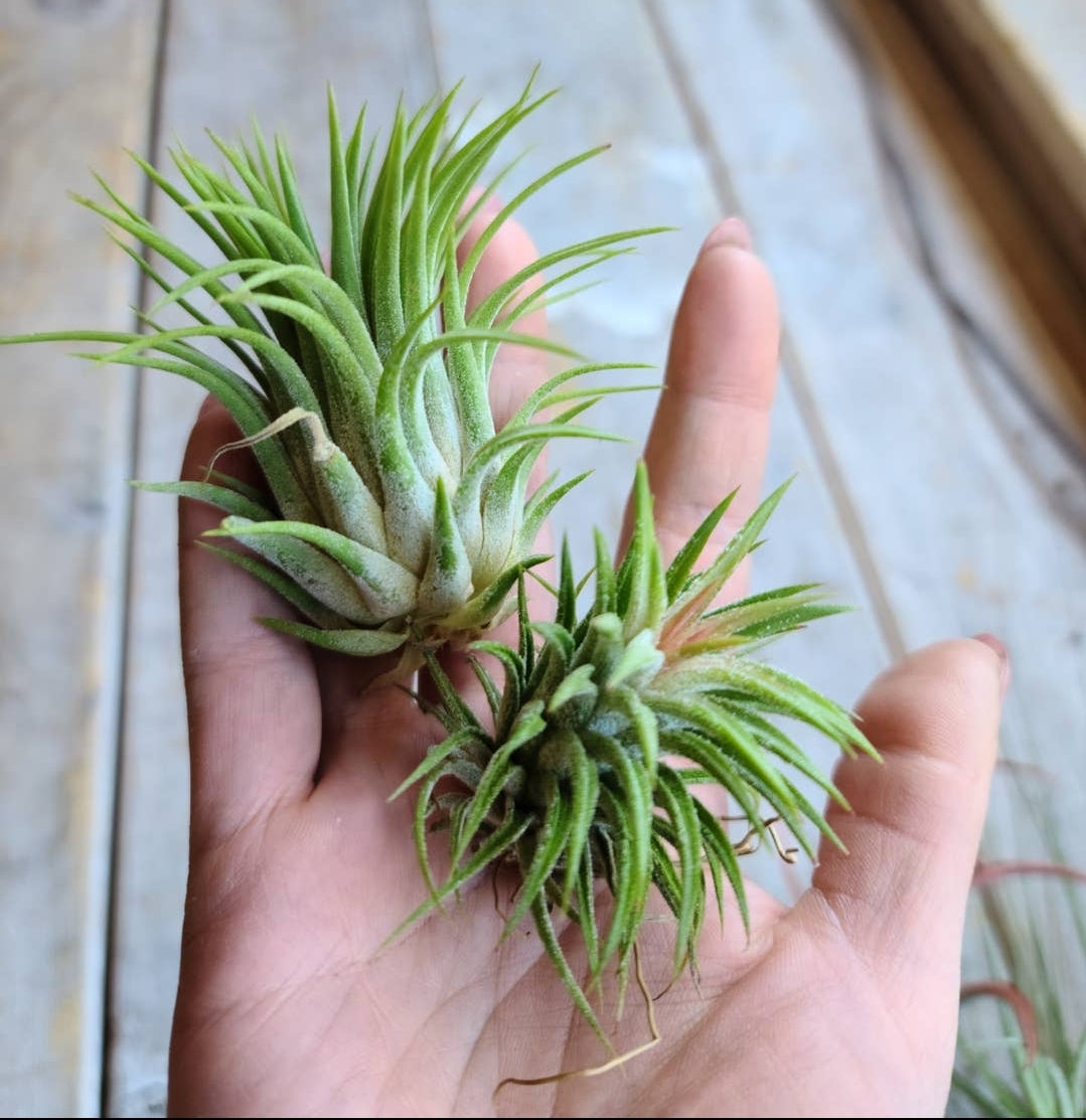 SMALL Air Plants $4