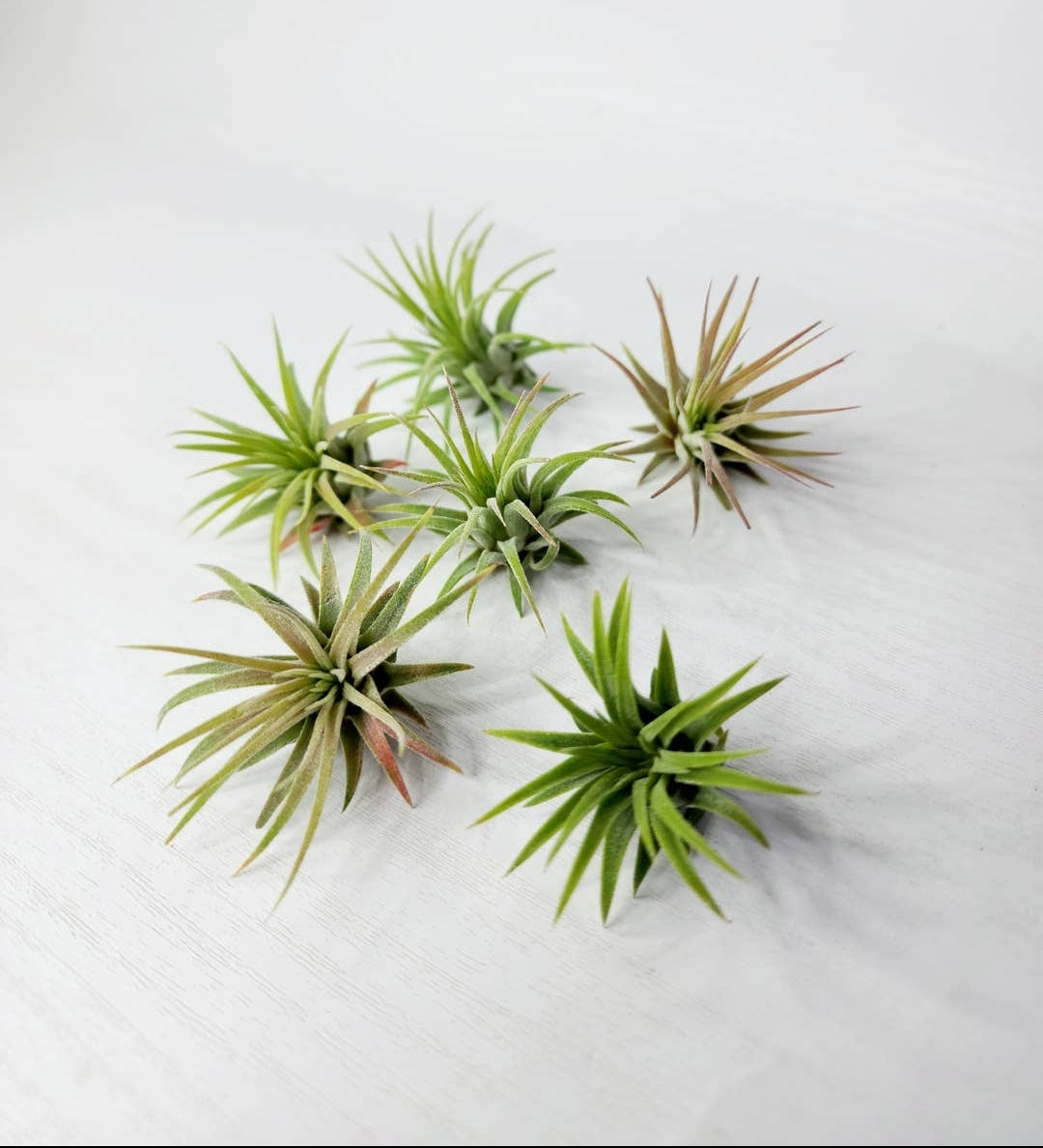 MINI Air Plants $3