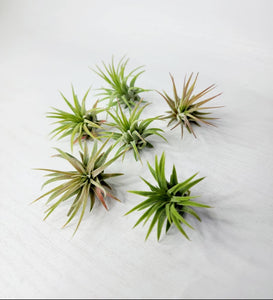 MINI Air Plants $3