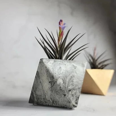 Tristen Concrete Air Plant Pot